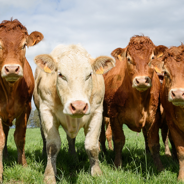 Australian Agricultural Company